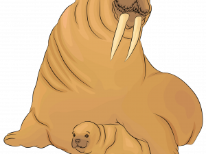 Walrus Animal PNG Images