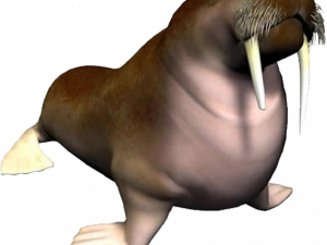 Walrus PNG