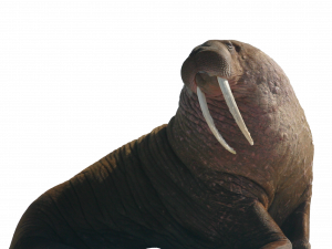 Walrus PNG Image