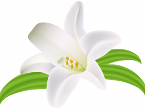 White Lily Flower