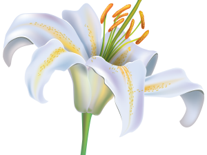 White Lily Flower PNG File