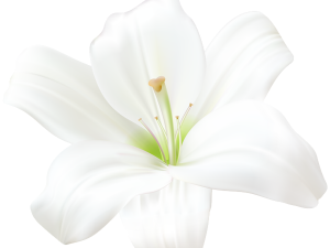 White Lily Flower PNG Image