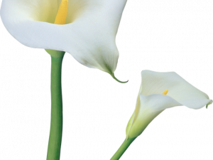 White Lily Flower PNG Images