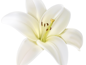 White Lily Flower PNG Photo