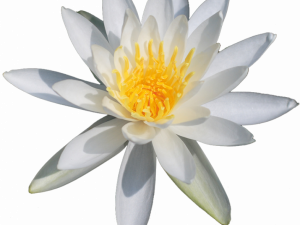 White Lily Flower PNG Photos