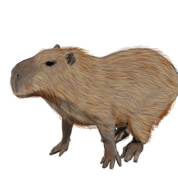 Capybara PNG Free Image PNG All PNG All