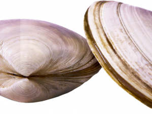 Clam Muscle PNG