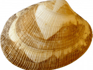 Clam Muscle PNG Photo