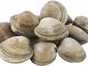 Clam Muscle PNG Photos