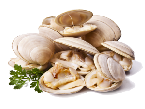 Clam PNG Cutout