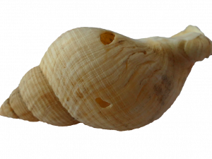 Clam PNG Image