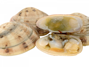 Clam Shell PNG File