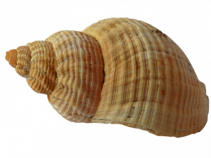 Clam Shell PNG Photo