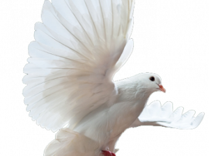 white dove png, bird in flight, peace symbol, avian beauty