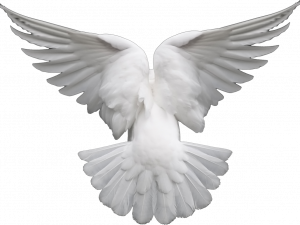 white dove, bird with wings, peace symbol, flying bird, Dove PNG