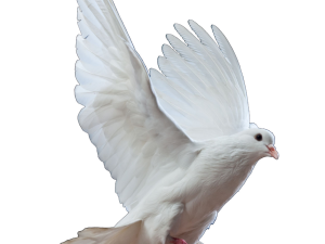 white dove, flying bird, peace symbol, avian grace, Dove PNG