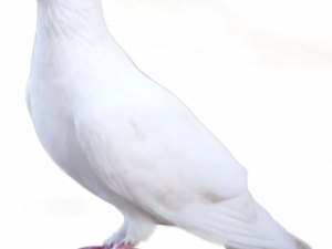 white dove, peace symbol, bird photography, avian species, Dove PNG