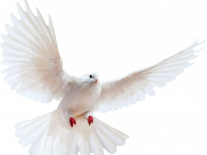 white dove, freedom symbol, peace bird, flying bird, Dove PNG