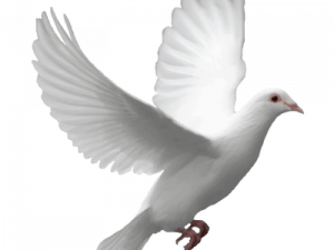 white dove, peace symbol, bird in flight, serenity, Dove PNG