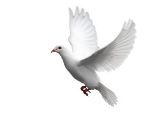 white dove, bird in flight, peace symbol, avian creature, Dove PNG