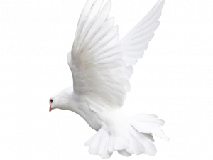 white dove, bird in flight, peace symbol png, avian beauty