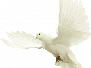 white dove, peace symbol, bird in flight, nature wildlife, Dove PNG