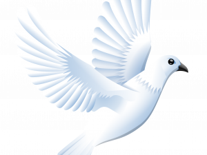 white dove, peace symbol, bird in flight, avian beauty, Dove PNG