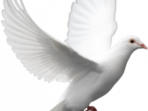 white dove, bird in flight, peace symbol, avian grace, Dove PNG