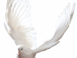 white dove, bird in flight, peace symbol, nature photography, Dove PNG