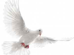 white dove, peace symbol, bird in flight, avian grace, Dove PNG