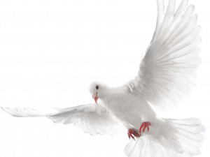 white dove, peace symbol, flying bird, nature's beauty, Dove PNG