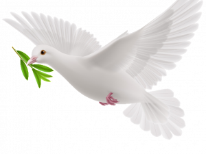 white dove, peace symbol, olive branch, freedom representation, Dove PNG