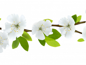 Flower Divider PNG Image HD