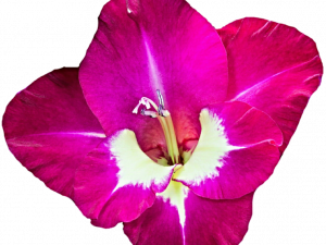 Gladiolus Flower PNG