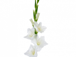 Gladiolus Flower PNG Clipart