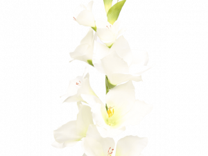 Gladiolus Flower PNG Picture