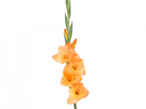 Gladiolus PNG File