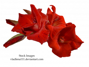 Gladiolus PNG Picture