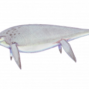 Ichthyosaur png ücretsiz görüntü
