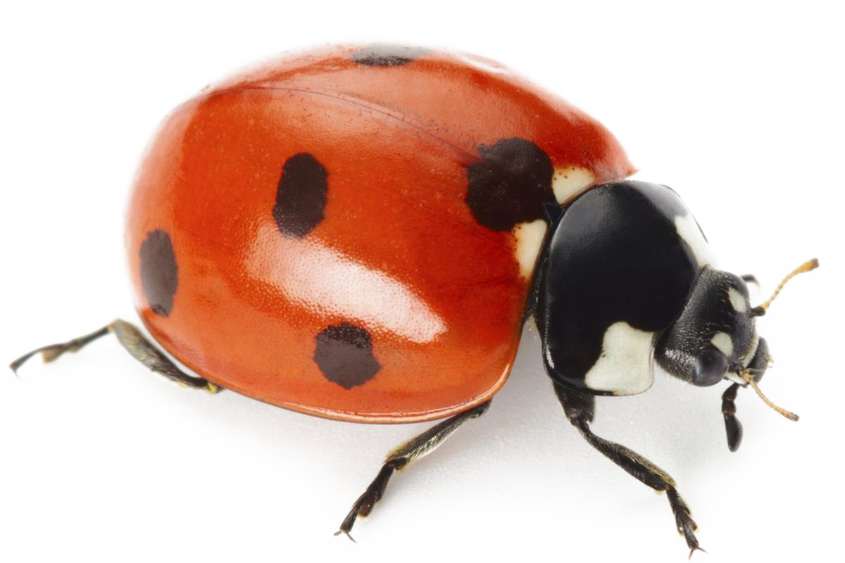 Ladybug or Ladybird 19617310 PNG