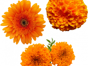 Marigold Flower PNG