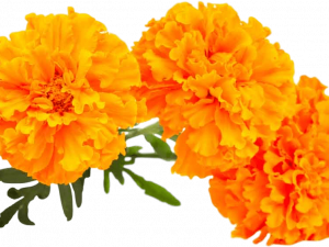 Marigold Flower PNG Image