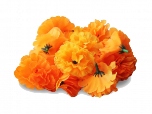 Marigold Flower PNG Pic