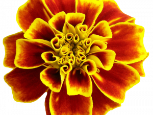 Marigold PNG File