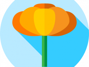 Marigold PNG Pic