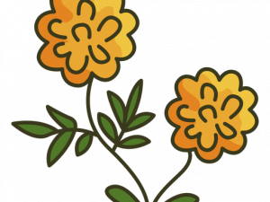 Marigold PNG Picture