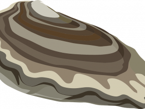 Mussel PNG