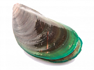 Mussel PNG File