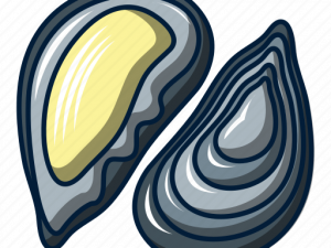 Mussel PNG HD Image