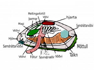 Mussel PNG Image HD